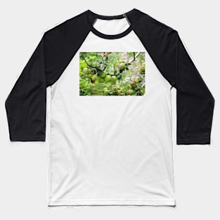 Apples Baseball T-Shirt